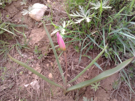 Tulipa humilis